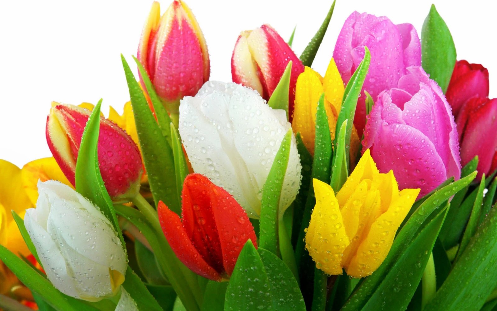 resources of Spring exporters