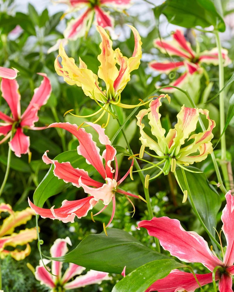 resources of Seed tropical plants exporters
