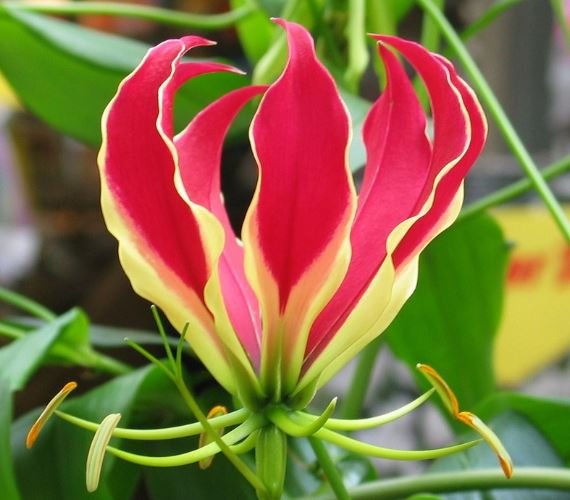 resources of Gloriosa Superba exporters