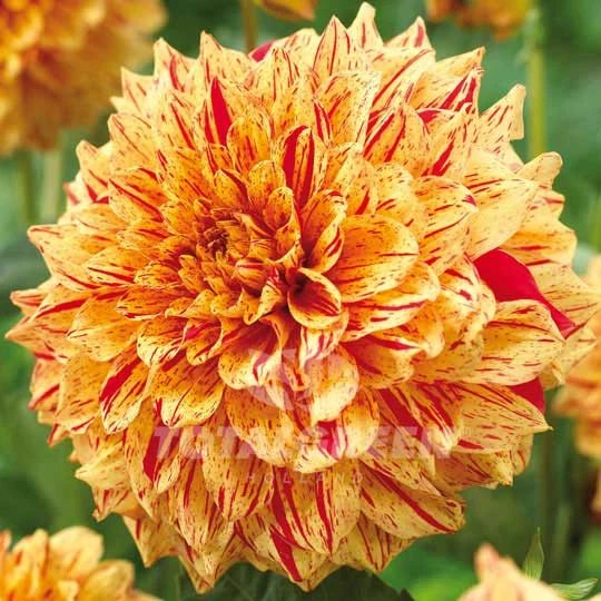 resources of Chrysanthemum Santini 4 Colours exporters