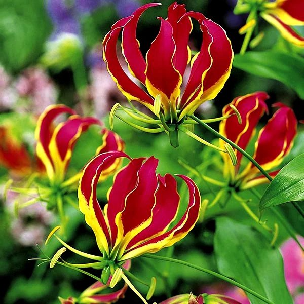 resources of Gloriosa superba seeds exporters