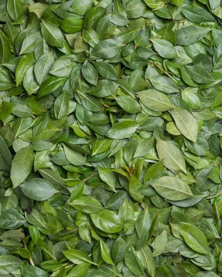 resources of Dried Taro Leaves exporters