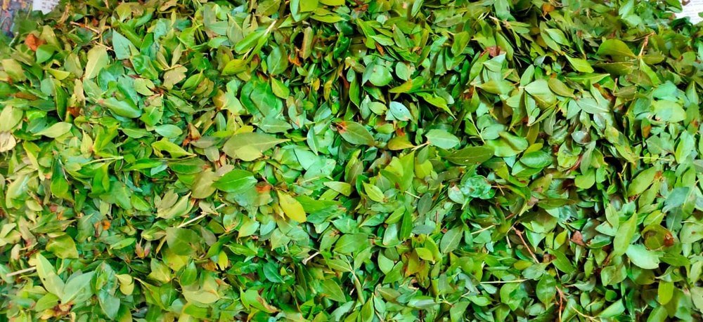resources of Moringa Olifera Leaves exporters