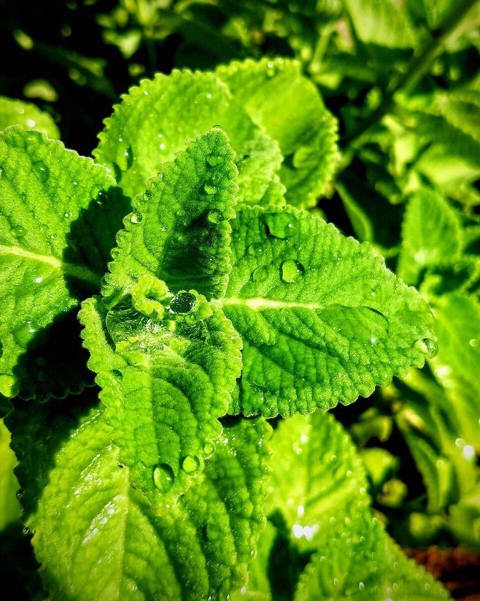 Herbal Plants Exporters, Wholesaler & Manufacturer | Globaltradeplaza.com