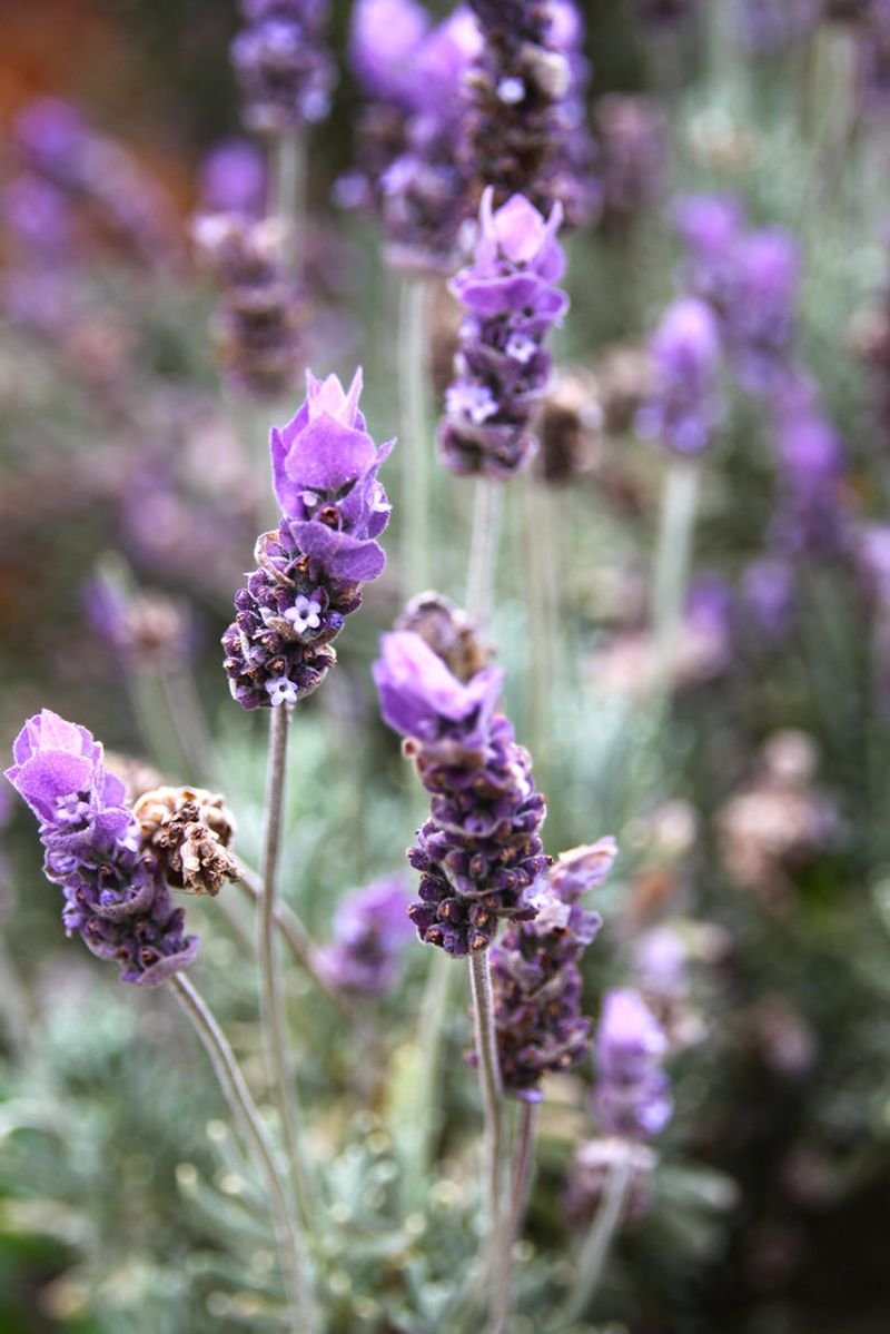 resources of Lavander Super Absolute exporters