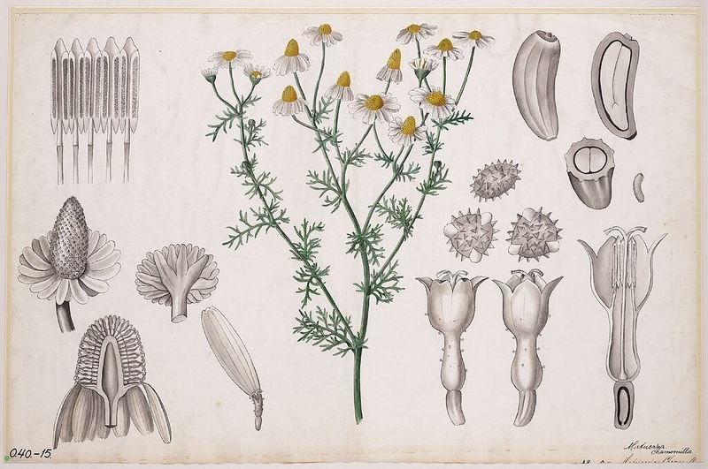 resources of Chamomile and dry herbs exporters