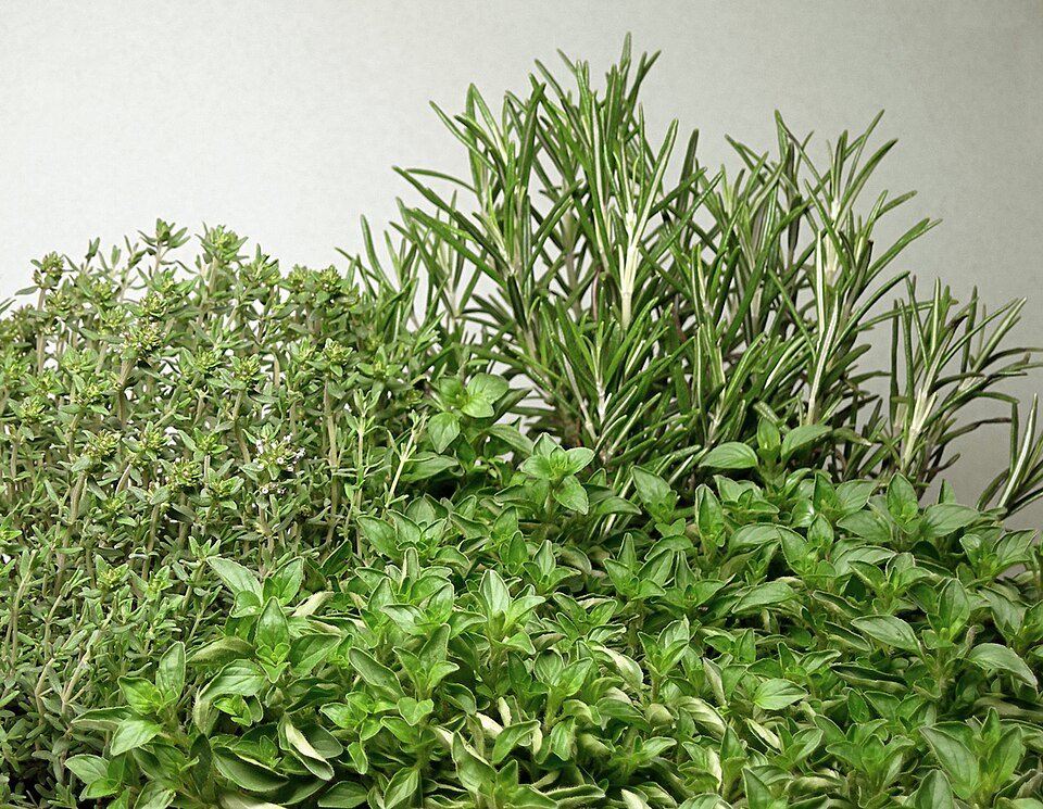 Herbs Exporters, Wholesaler & Manufacturer | Globaltradeplaza.com