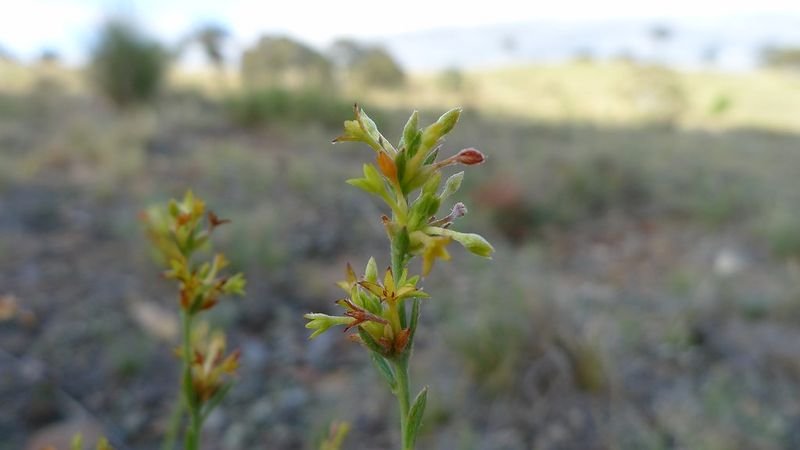resources of Cymbopogon Citratus exporters