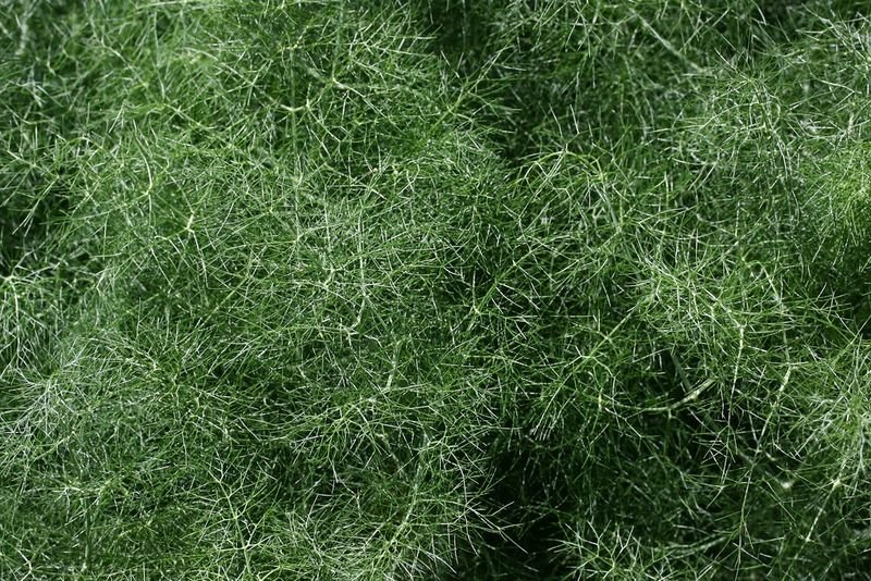 resources of Phalaris exporters