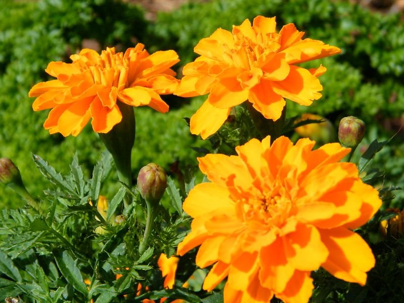 resources of Orange Marigold Seeds exporters