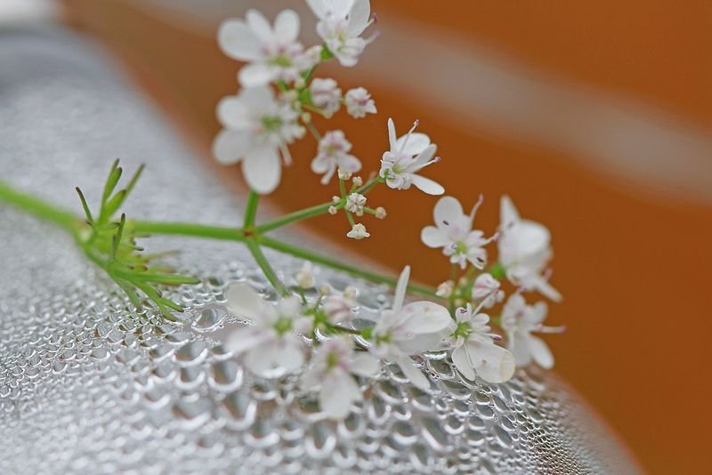 resources of Herbs exporters resources of Herbs exporters