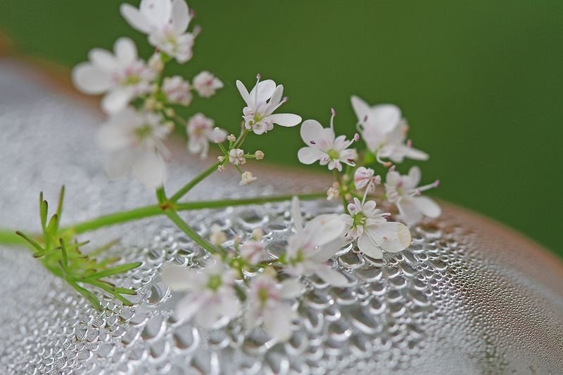 resources of Lace exporters