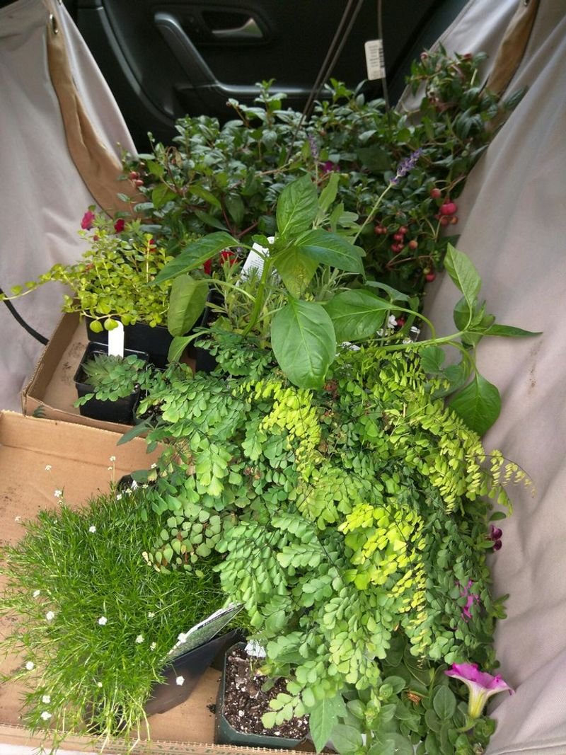 resources of Live Plants & Pots exporters resources of Live Plants & Pots exporters