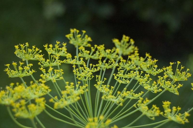 resources of Fennel exporters