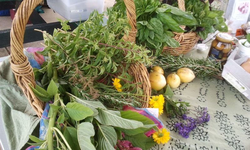 resources of Herbs exporters