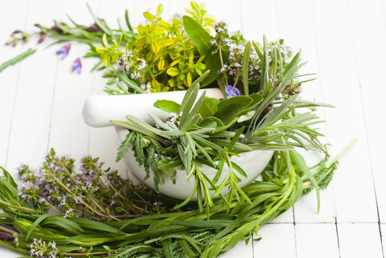 resources of Chamomile exporters