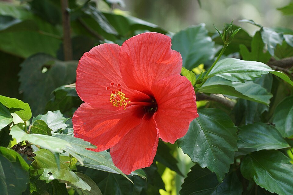 Hibiscus Exporters, Wholesaler & Manufacturer | Globaltradeplaza.com
