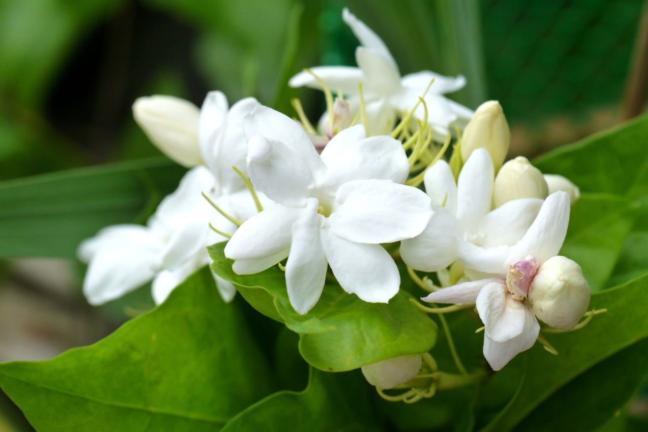 resources of Neroli Oil exporters