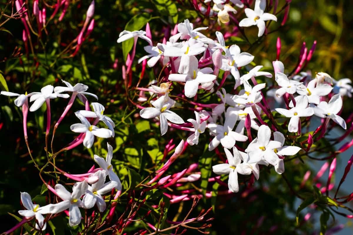 resources of Frangipani Extra Reconstituted Absolute exporters