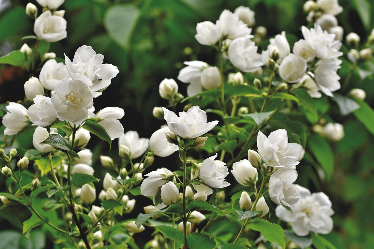 resources of Rose Otto - Rose Alba exporters