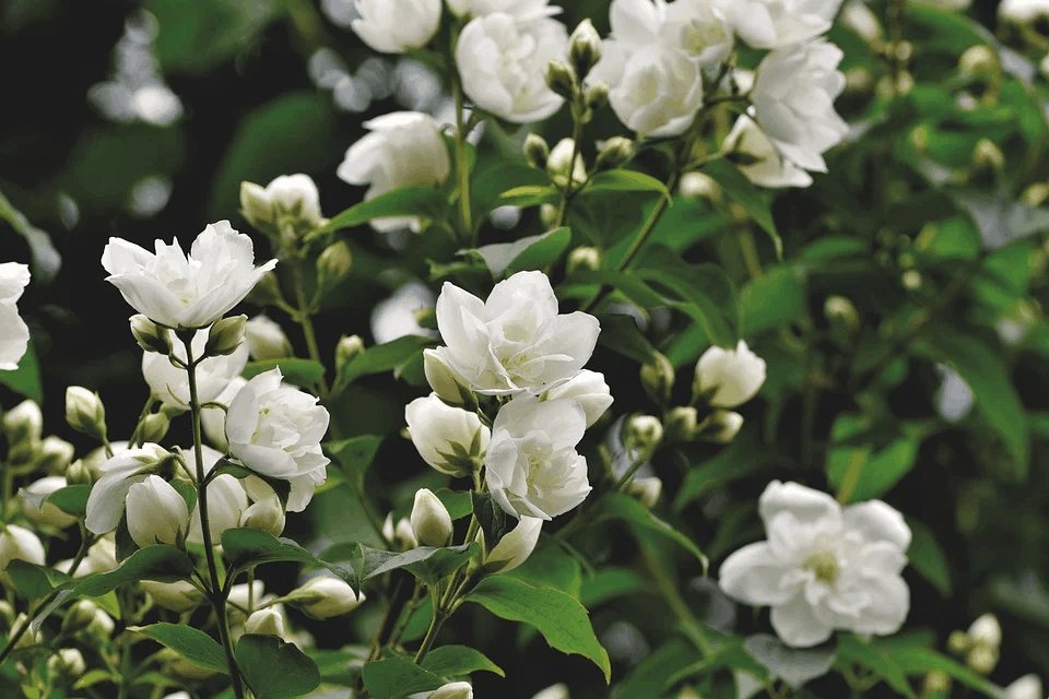 resources of Jasmine Essential Oil exporters