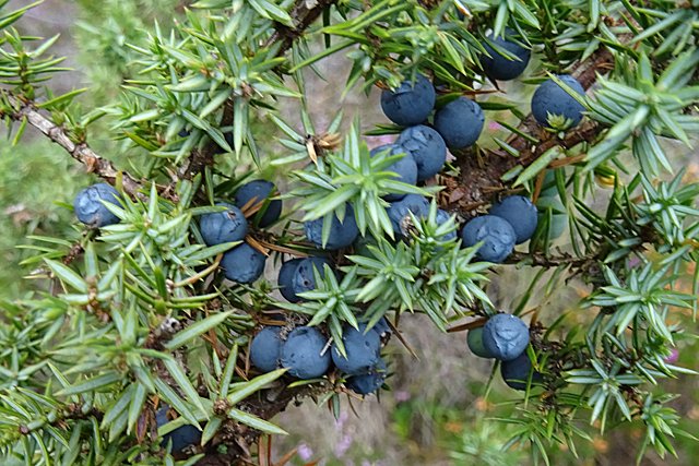 resources of Juniper Berry Essential Oil exporters