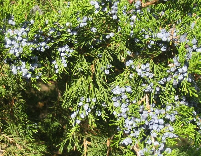 resources of Juniper Berry Essential Water exporters