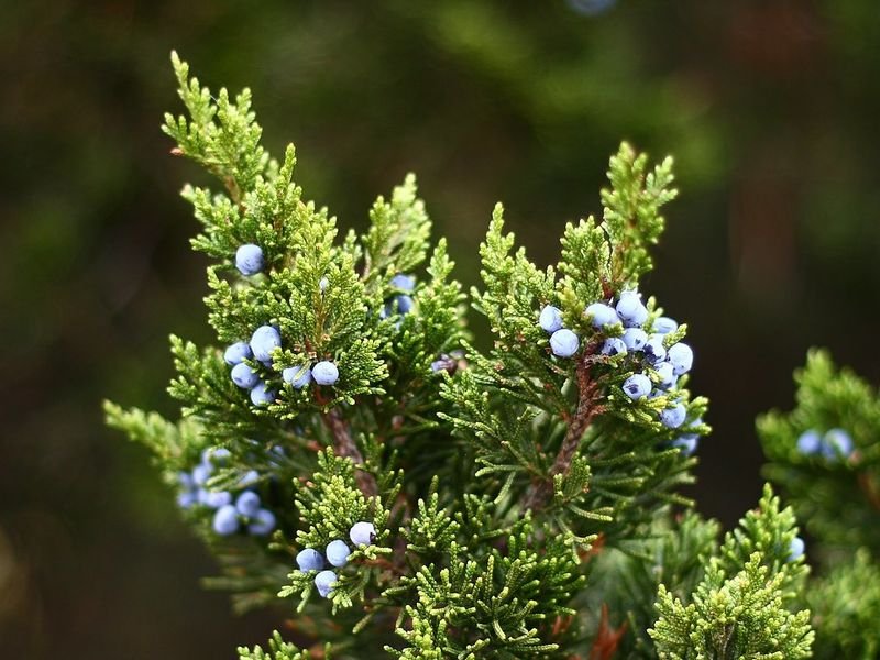 resources of Juniper Essential Oil 10 ml exporters