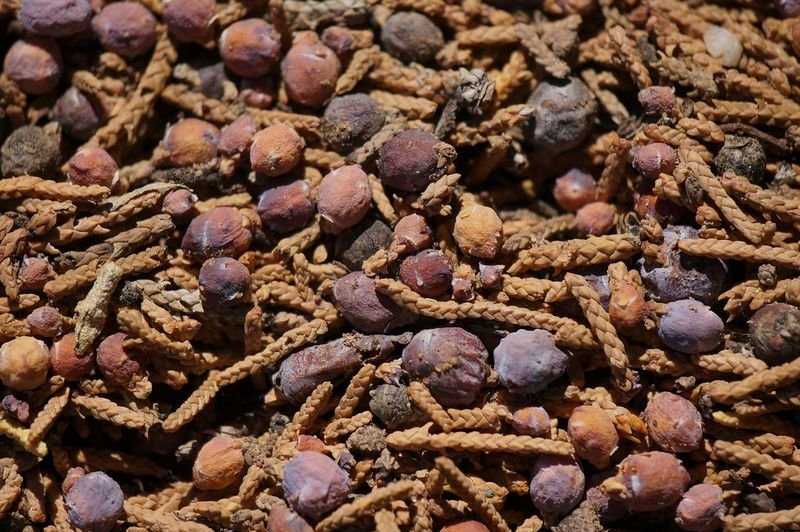 resources of Dried Annatto Seeds - Cooking Spices exporters