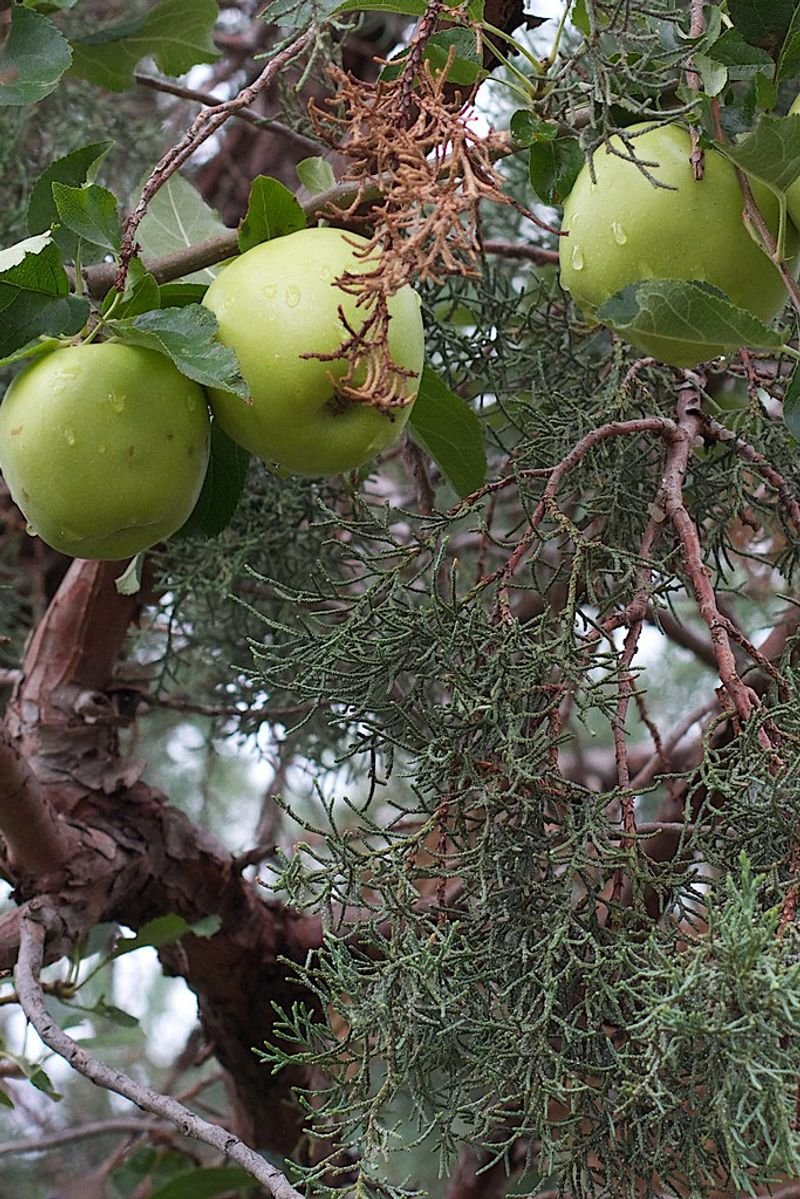 resources of Thorn Apple Oil exporters