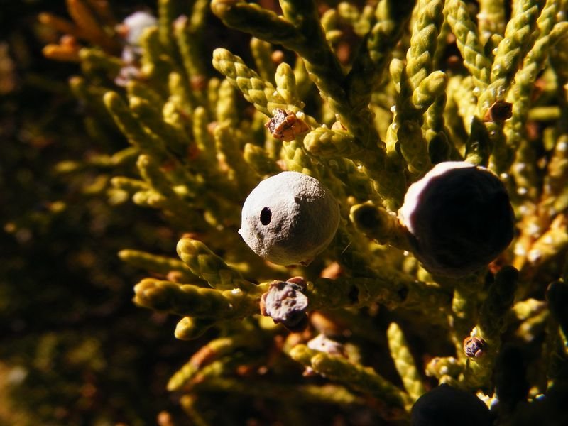 resources of Coccinia Grandis  /  Tindly exporters