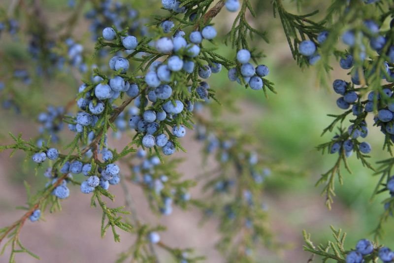 resources of Juniper Berry Oil exporters