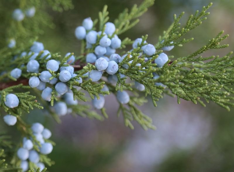 resources of Juniper Berry Essential Oil exporters resources of Juniper Berry Essential Oil exporters