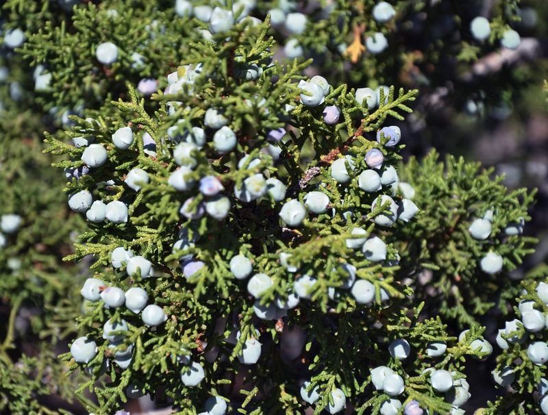 resources of Bilberry p.E. exporters