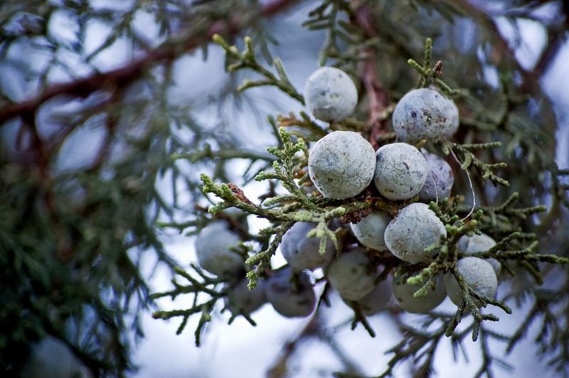 resources of Nose pine exporters