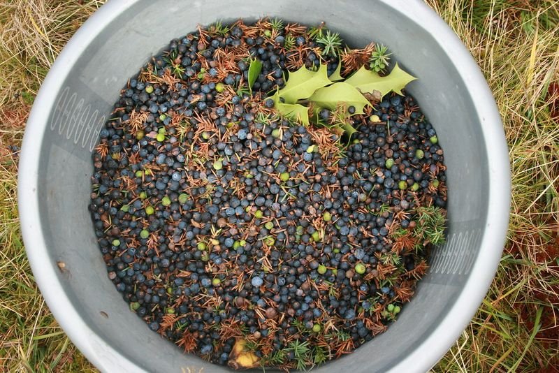 resources of Whole Sumac Berries 10-25 KG exporters