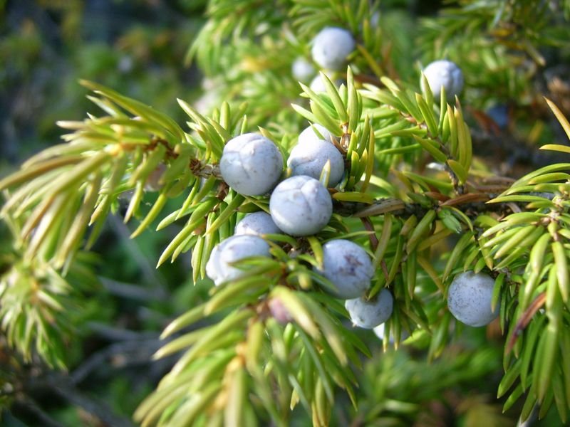 resources of Common Juniper Fruit exporters resources of Common Juniper Fruit exporters