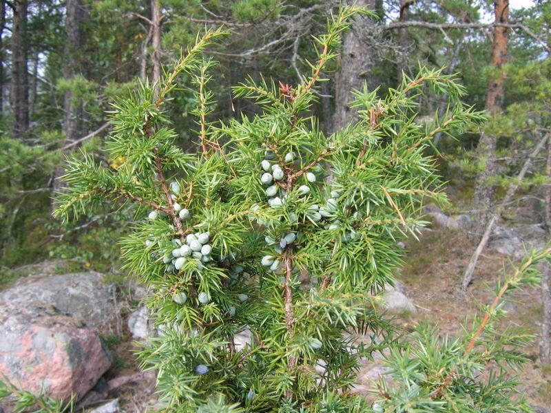 resources of Mexican ponderosa pine exporters