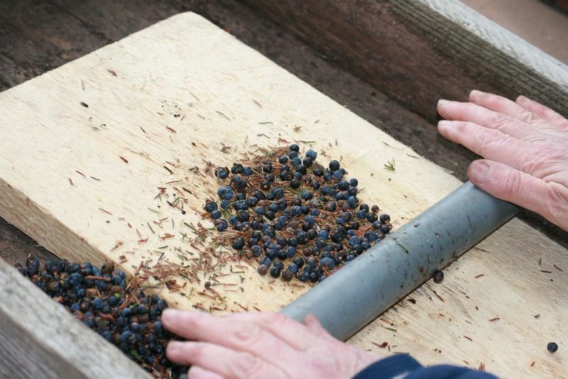 resources of Mice Maintenance Feed exporters
