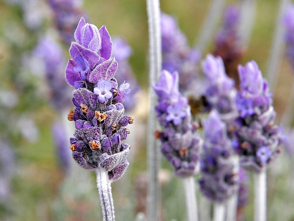 Lavender Exporters, Wholesaler & Manufacturer | Globaltradeplaza.com