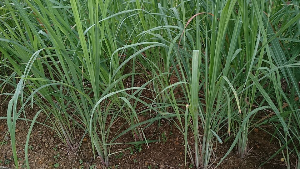 Lemongrass Exporters, Wholesaler & Manufacturer | Globaltradeplaza.com