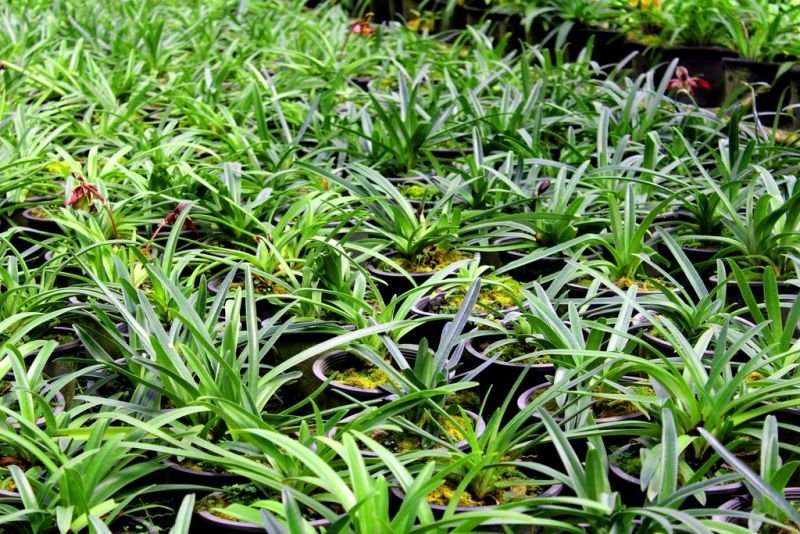 resources of Lemongrass Oil exporters