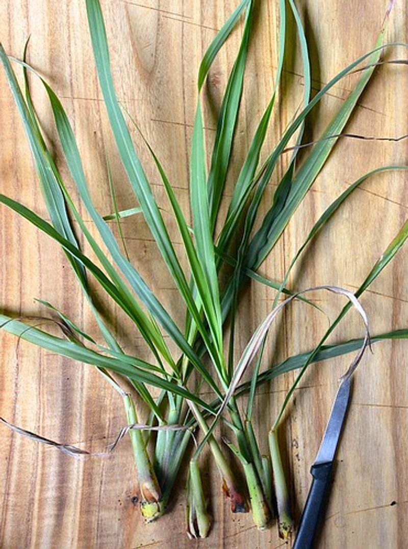 resources of Lemon Grass Leave exporters