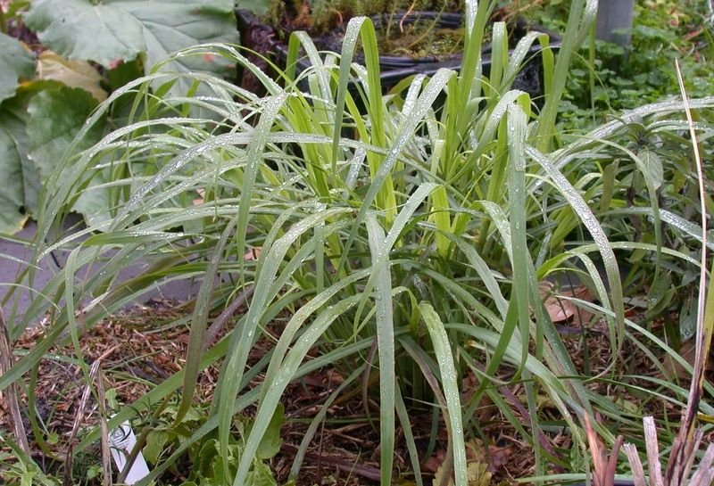 resources of Citronella/ Lemongrass Tea exporters