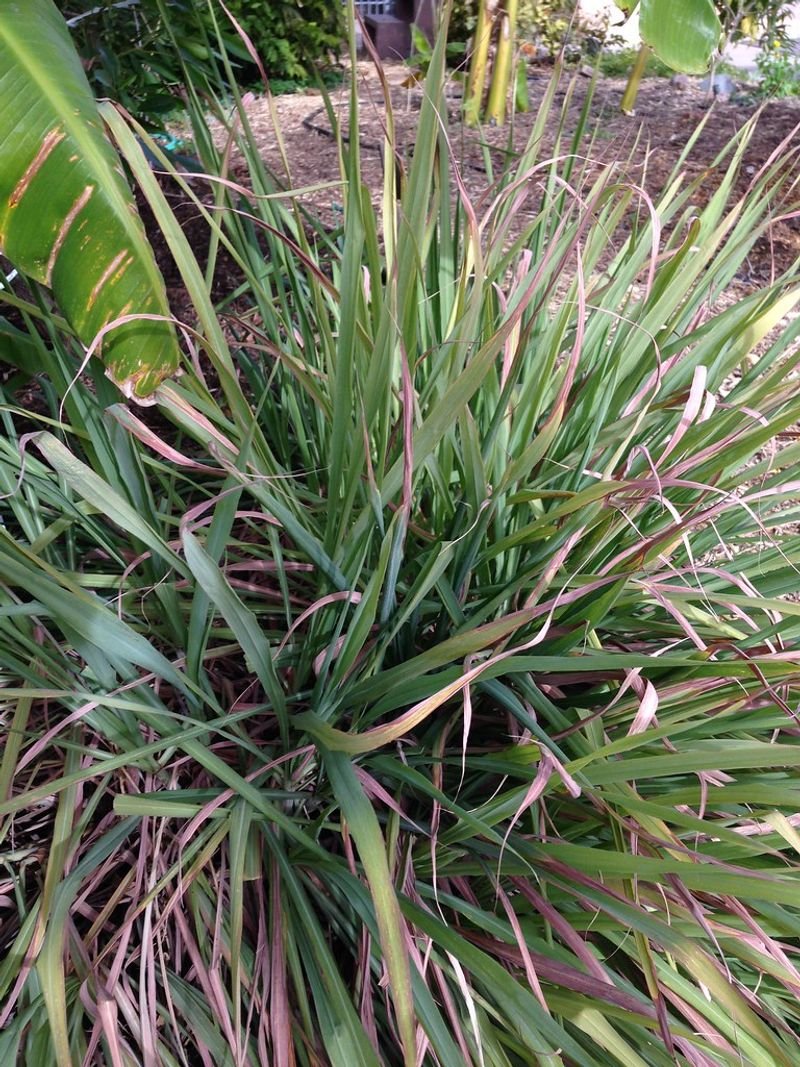 resources of Rhodes Grass exporters