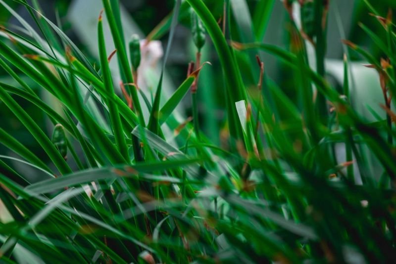resources of Rhodes Grass exporters