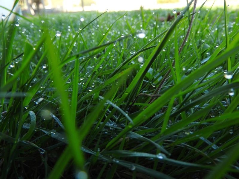 resources of Rhode Grass exporters