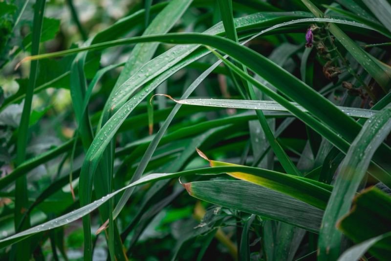 resources of Himalayan Origin Lemongrass Essential Oil exporters