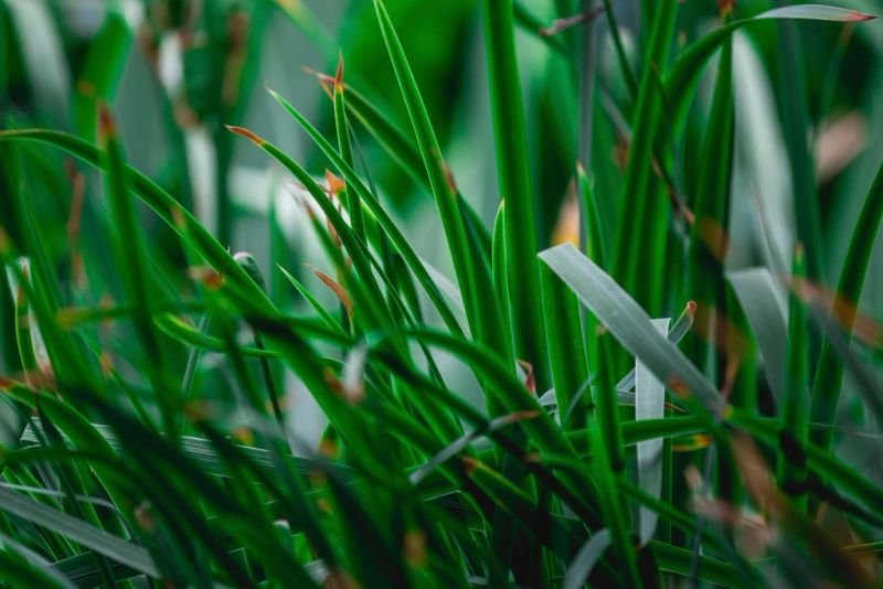 resources of Cymbopogon citratus Or Dried Lemongrass exporters