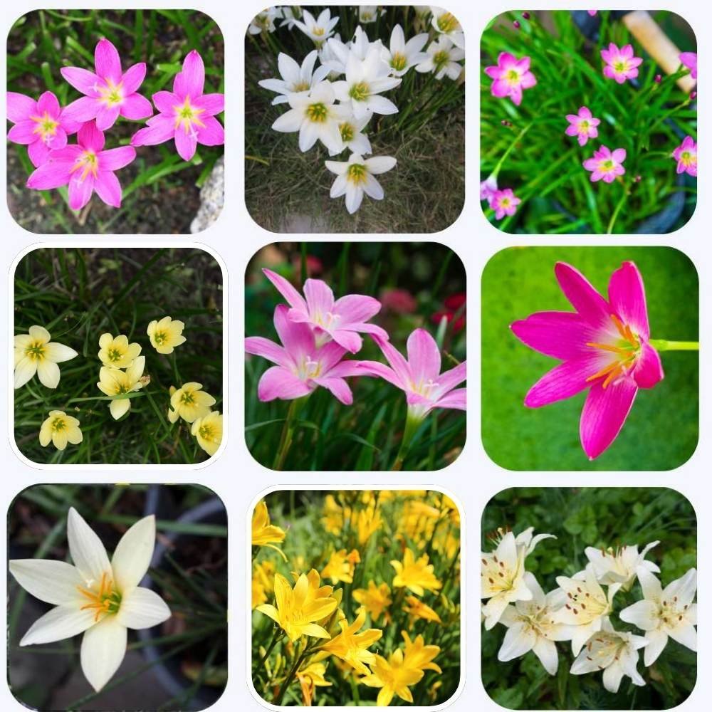 resources of Green, White, Grey & Pink Varieties exporters